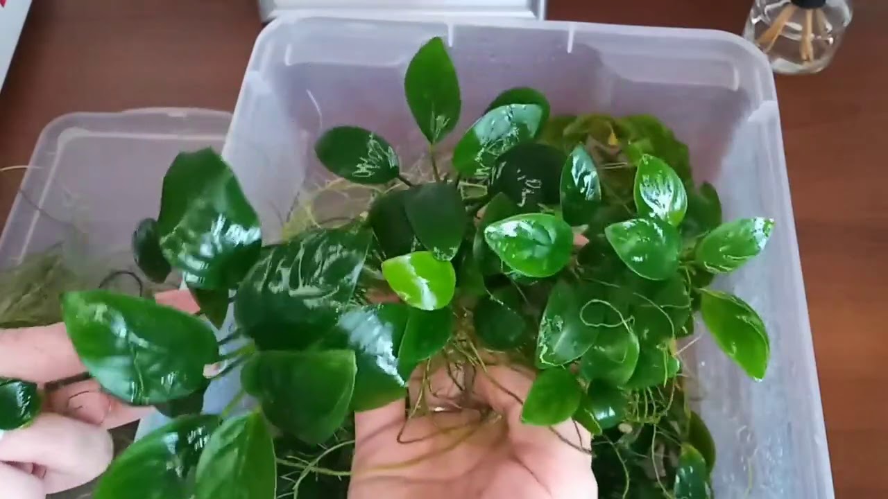 Не заглядывала в палюдариум с анубиасами / Провожу ревизию, потрошу, разбираю