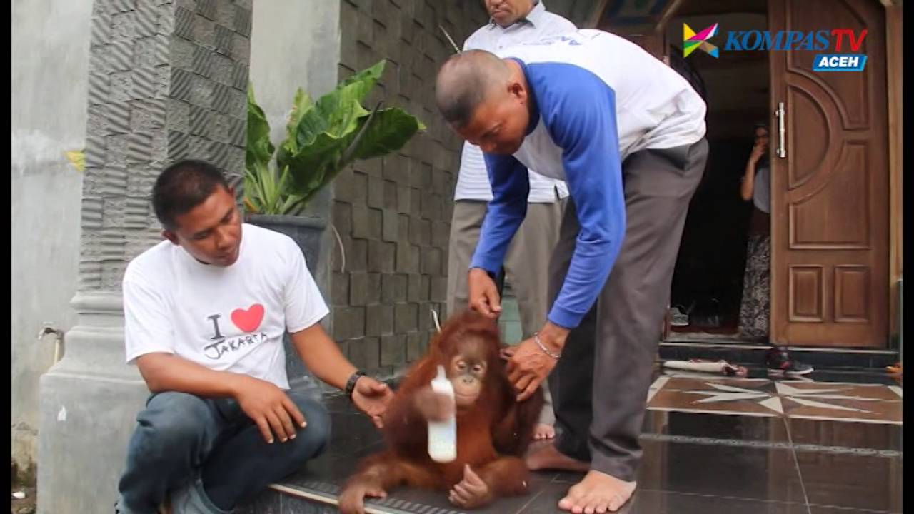 PENYERAHAN ORANG UTAN KE BKSDA | KOMPAS TV ACEH_09092016