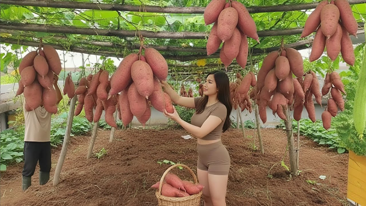 cách mà Nông Dân Trung Quốc trồng Khoai Lang Trĩu cành trên giàn mướp