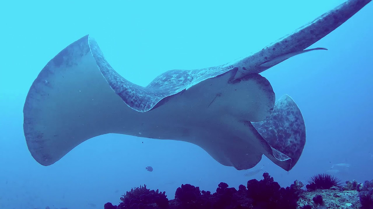 SEYCHELLES 2018   MAHE   Beauvallon Dives