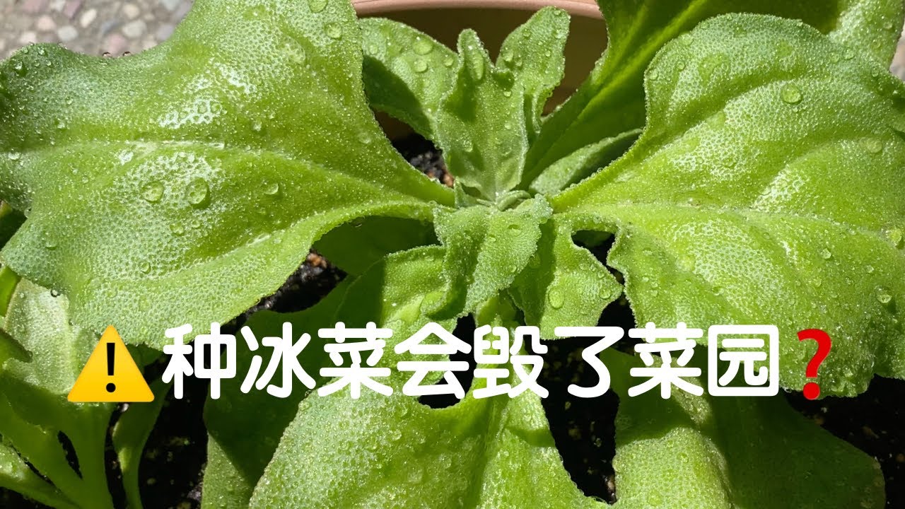 【冰菜种植的环保顾虑】小心种冰菜毁了你的菜园土壤！该怎样解决？｜Environmental Impact of Ice-plant Mesembryanthemum crystallinum