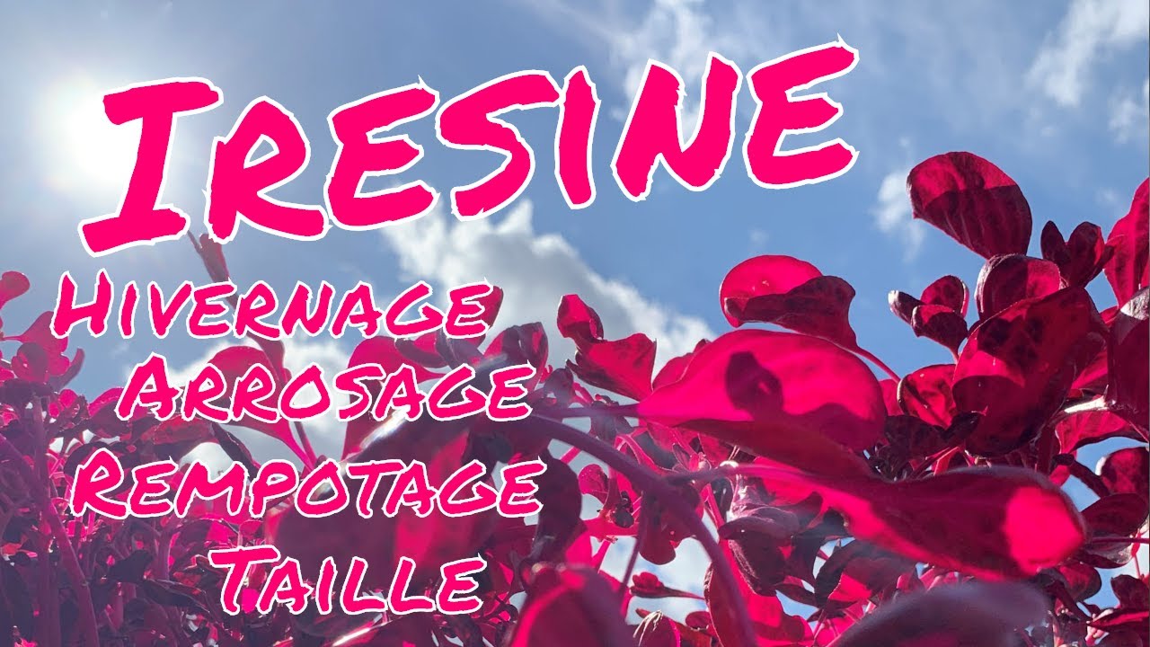 Iresine : Taille, arrosage, rempotage et hivernage