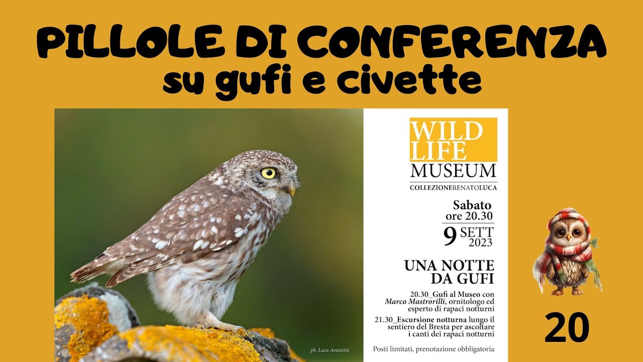 Pillole di conferenza su Gufi e civette al Wildlife Museum Bassano