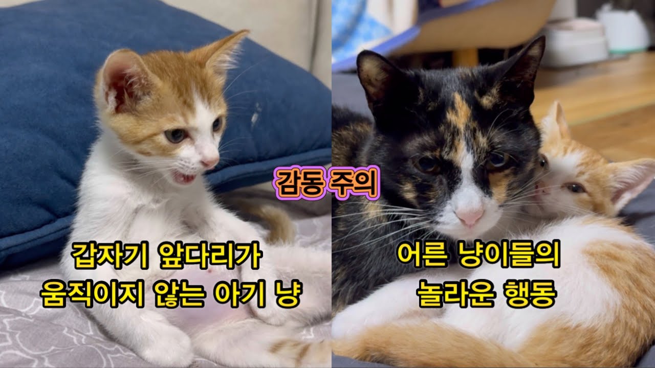 기적같이 (아기냥) 짹짹이가 일어 났습니다