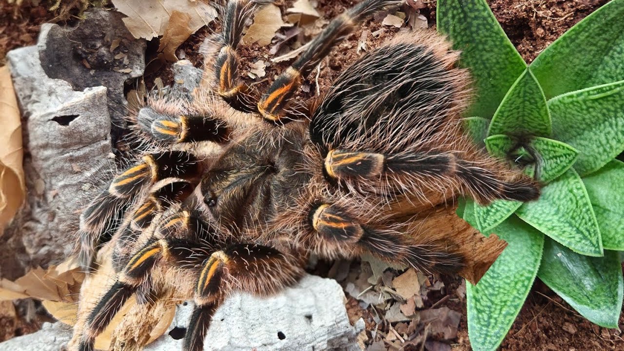 Chaco golden knee Tarantula: New Enclosure Setup! 