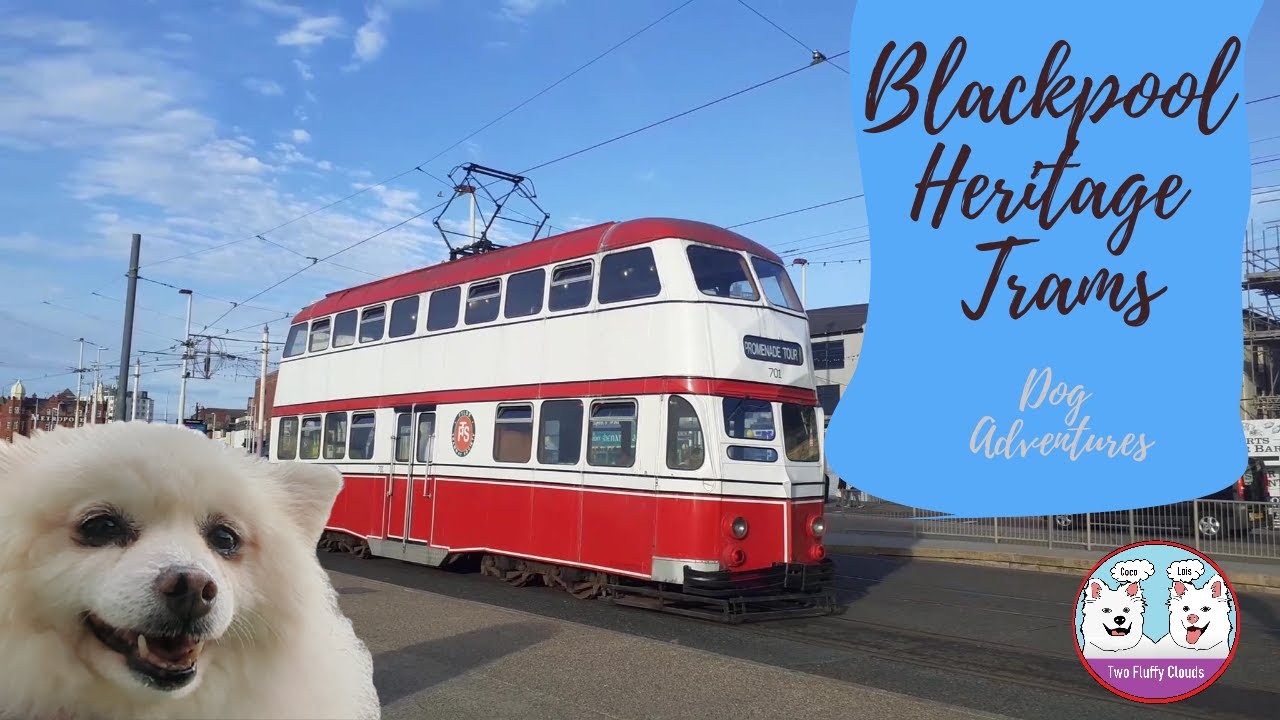 Fluffy dogs rides on Blackpool Tram