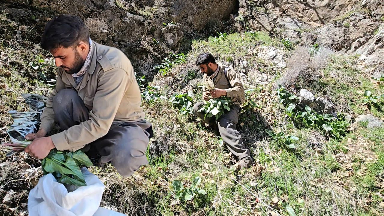 A day in the mountains! 😍 Collecting medicinal herbs and grazing goats by Ali and Mohammad