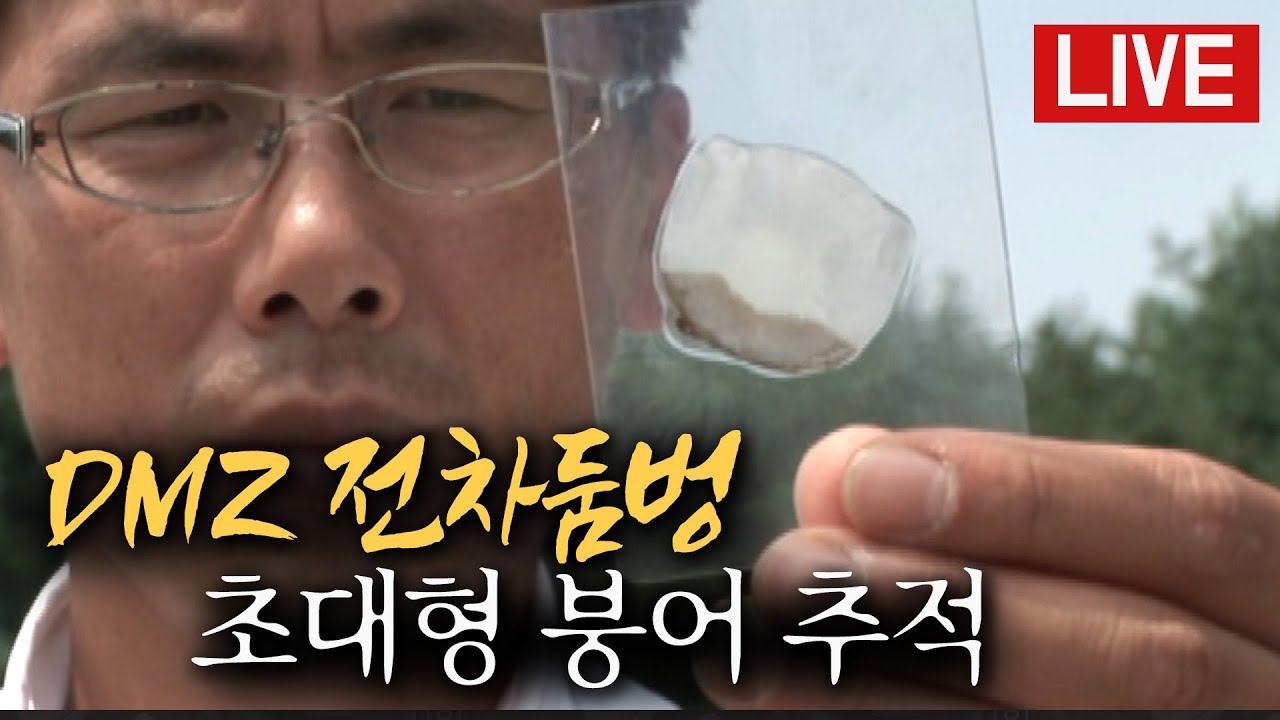[다시 보는 FTV 명작] 철원 DMZ 비무장지대 전차둠벙 초대형 붕어 추적