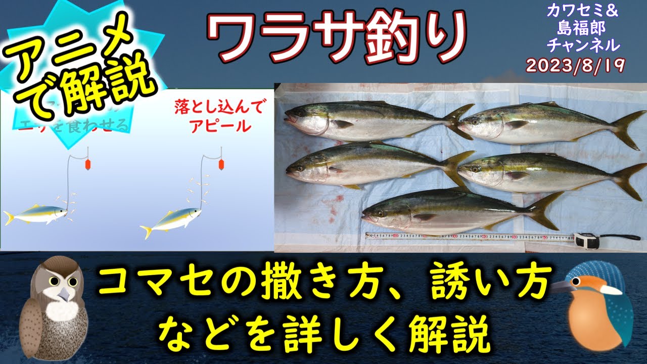 《アニメで解説：【ワラサ釣り】の釣果UPのコツ》【ワラサ】の【釣り方】、釣り方のポイントと【コマセ】の振り方を詳しく解説。【船釣り】、沖での【釣り】に関してです。