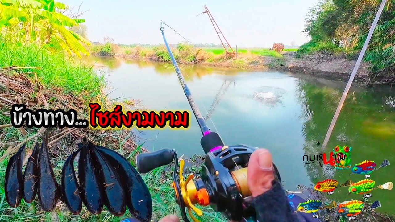 ข้างทางมีแต่ไซส์งามงาม #ตกปลาช่อนข้างทาง #กบหนาม