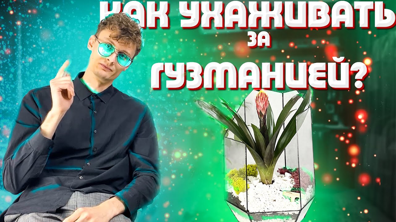 Уход за экзотикой | Гузмания  | Guzmania | Яркий комнатный цветок | Флорасфера