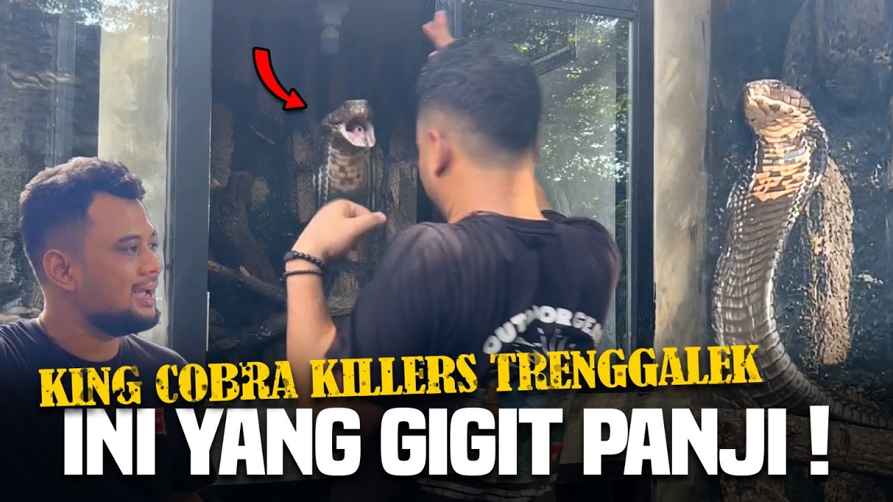 KING COBRA TRENGGALEK PEMBUNUH, SOSOR MUKA PANJI !!