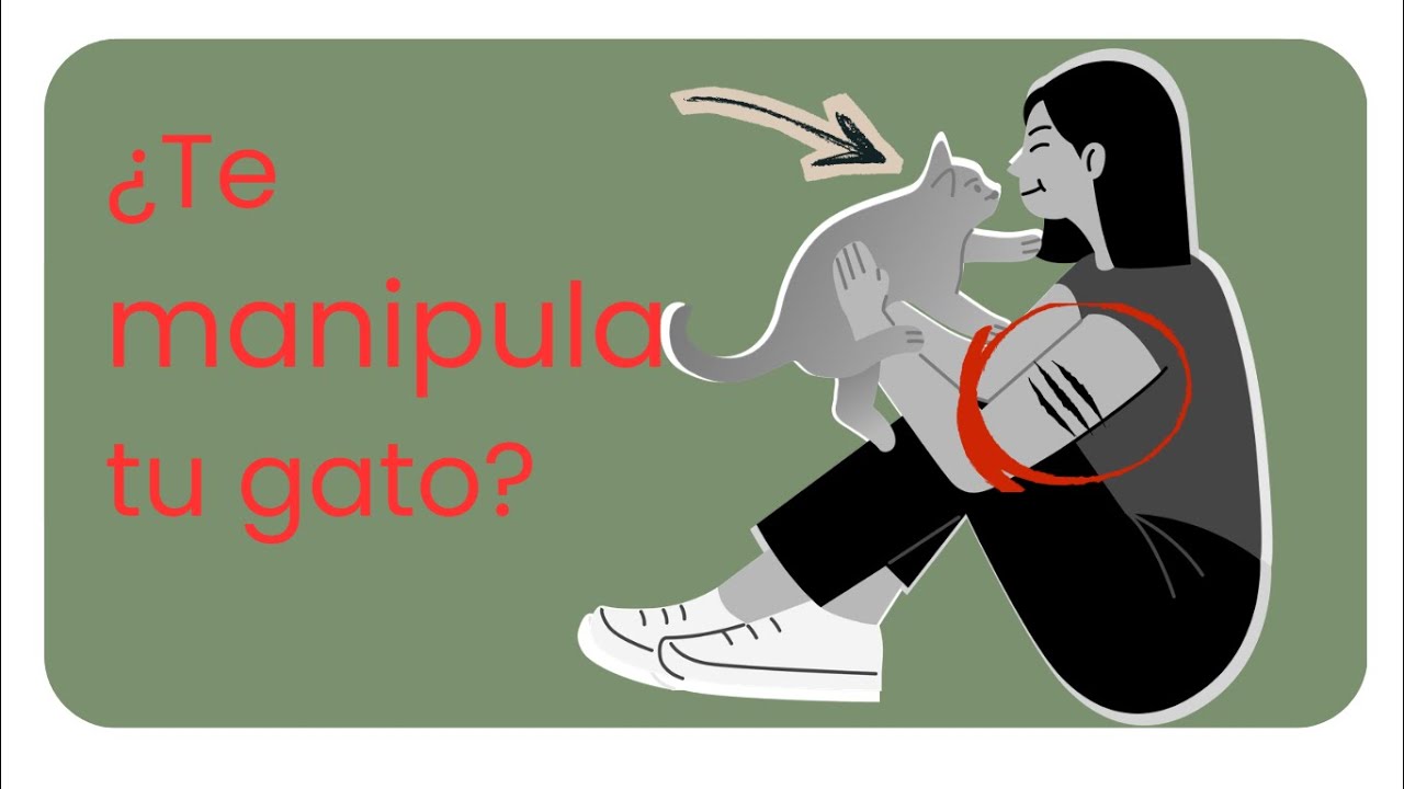 Señales de que tu gato te está manipulando psicológicamente (y por qué te encanta)