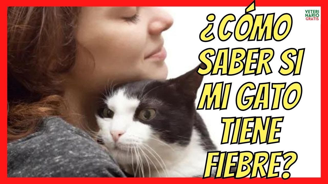 ¿CÓMO SABER SI MI GATO TIENE FIEBRE? 🆘 Y ESTÁ ENFERMO