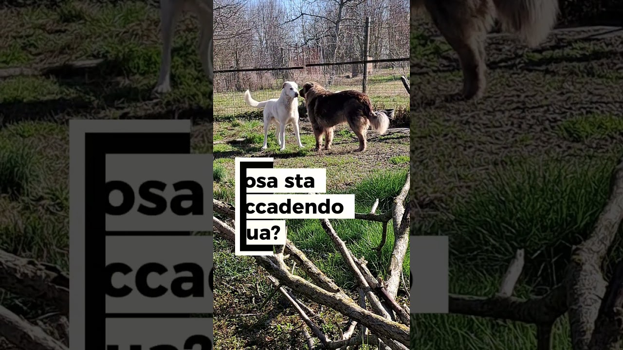sai comprendere i cani? #educazionecinofila