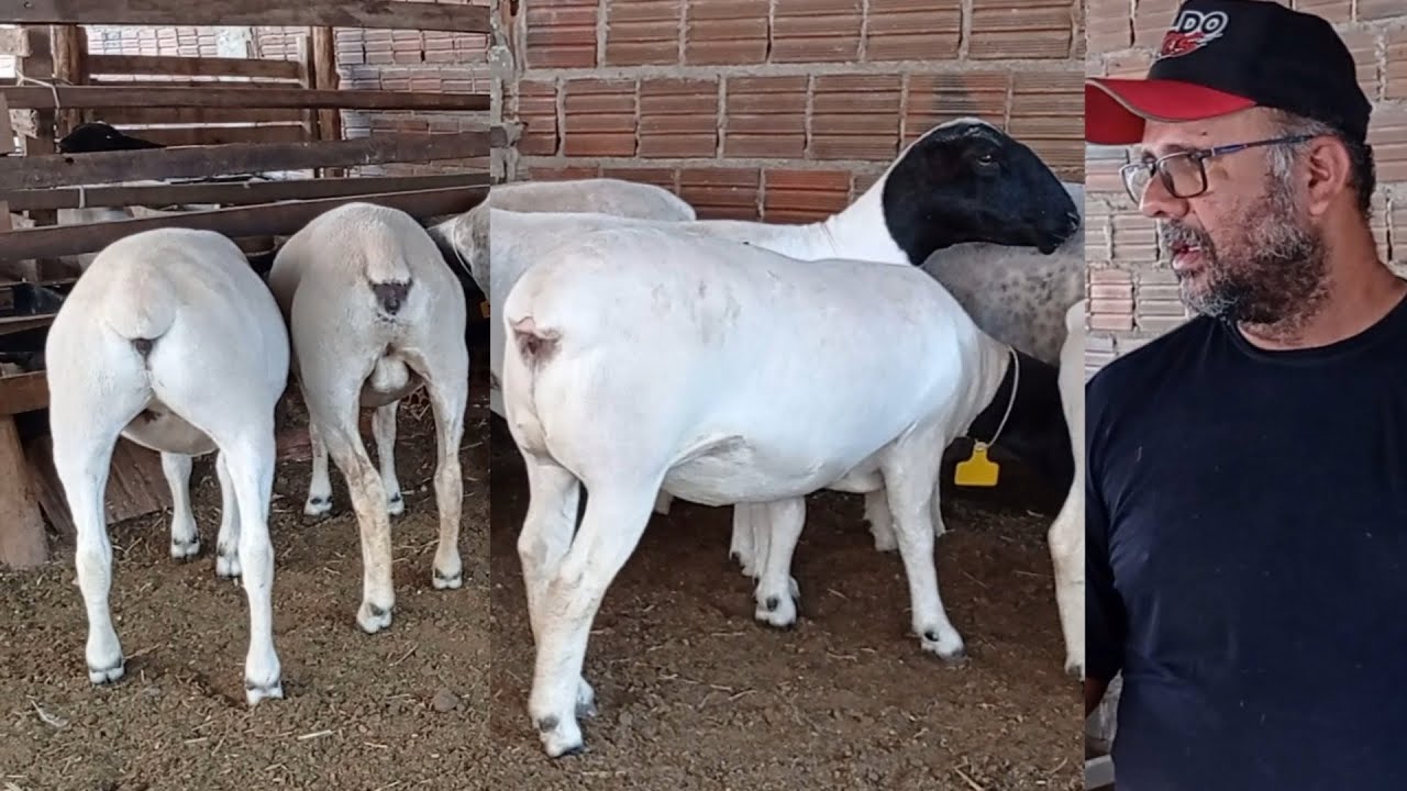 OVELHAS RAÇA DORPER A VENDA + INFORMAÇÕES NO VÍDEO E NO ZAP 81 9 9946-7919 SAUL DAS OVELHAS
