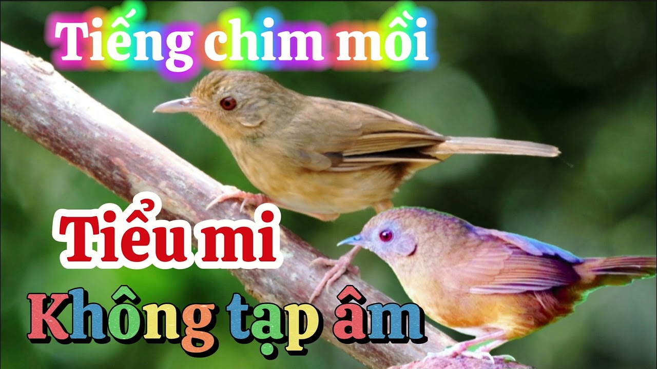 TIẾNG CHIM TIỂU MI MỒI KHÔNG TẠP ÂM CỰC CHUẨN