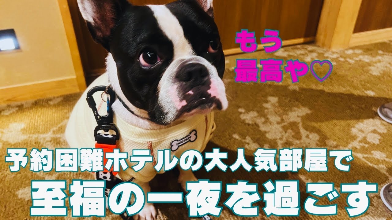 『犬旅』幸せとはこの事か⁉️予約困難宿の大人気部屋で愛犬と過ごす至福の一夜！！