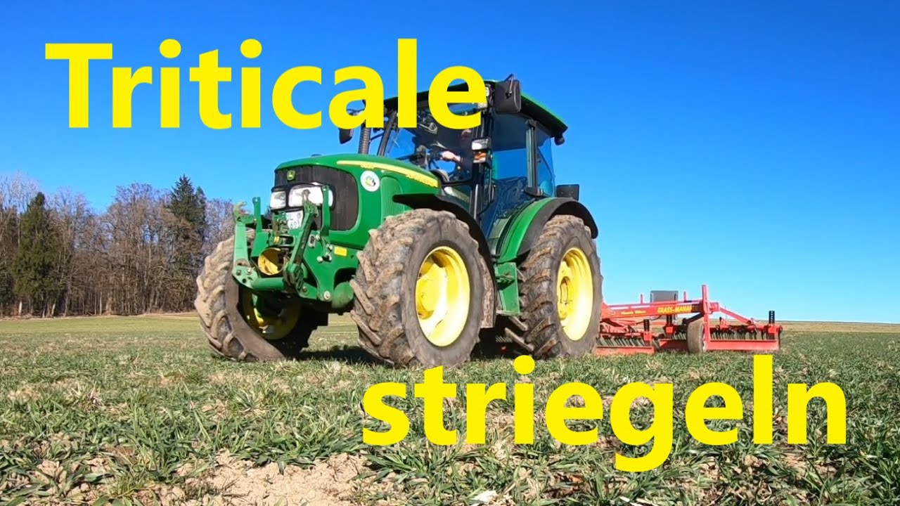 Triticale striegeln