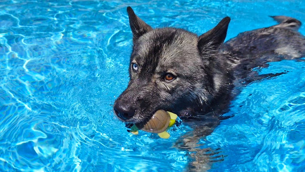 My Dog Jumped into the Pool To Save What?