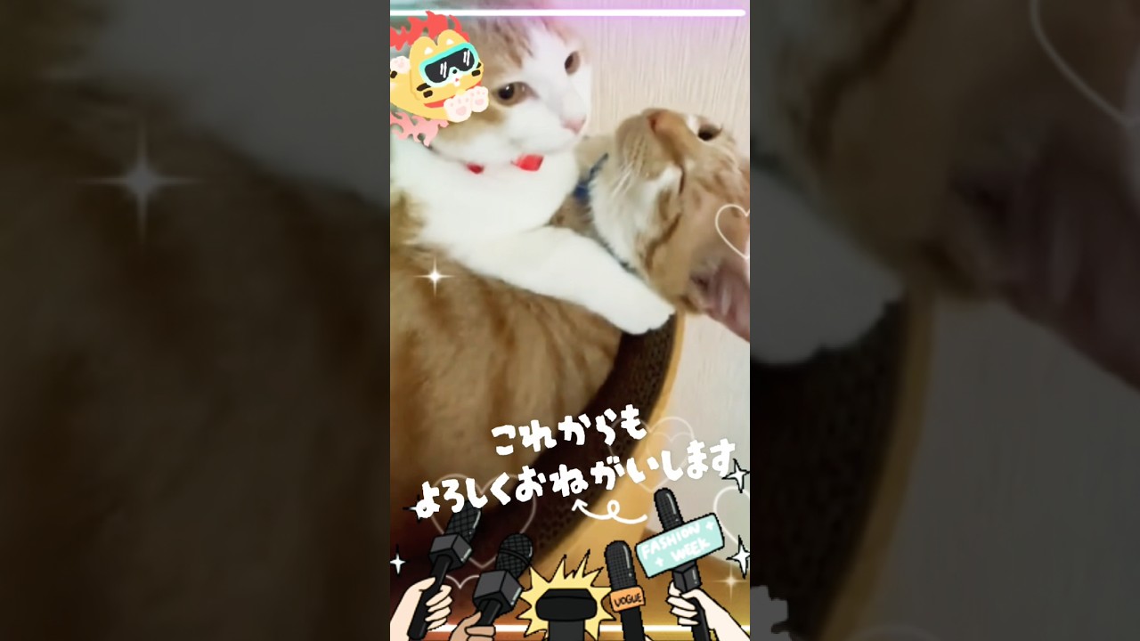 いつもありがとうございます｜すずとこたろう🐾