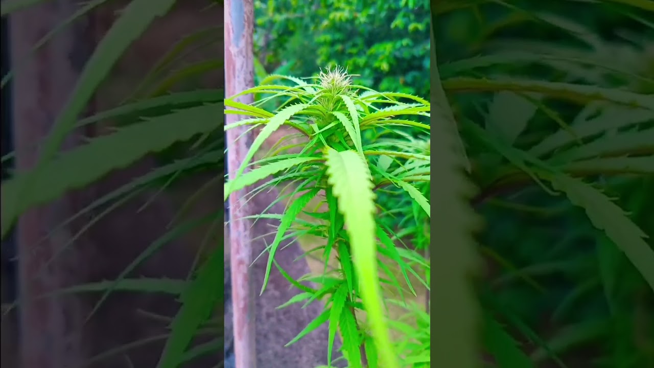 lots of buds forming already 🔥#cannabisdaily#cannabischannel#organicweed#ganjagrower