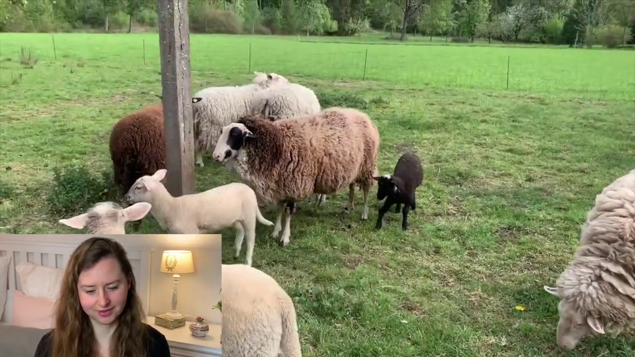 What Does My Sheep Meadow Look Like? East Friesian Milk Sheep