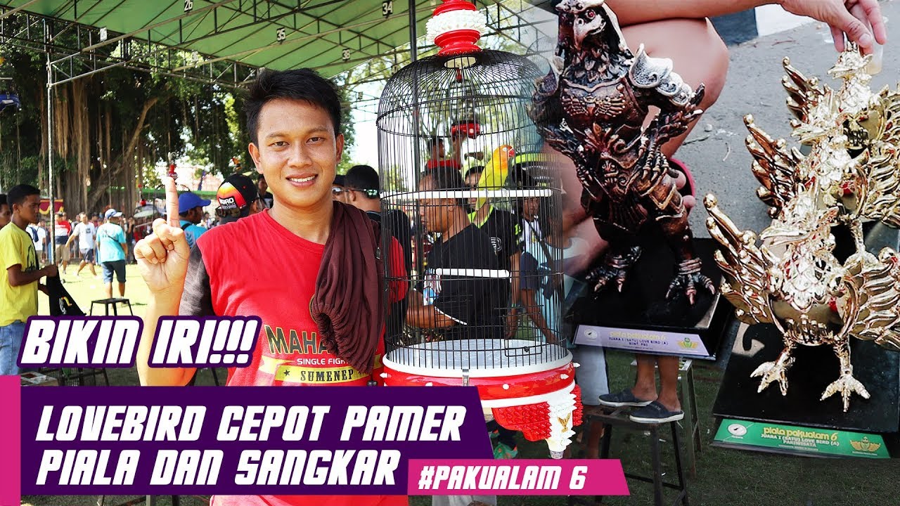 PIALA PAKUALAM 6 : BIKIN IRI!! Lovebird CEPOT Pamer Piala dan Sangkar Baru
