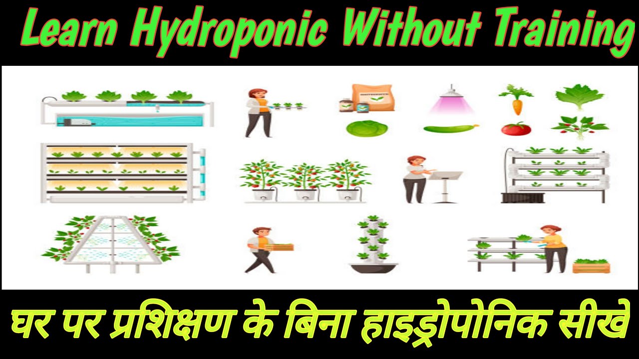 How To Learn Hydroponic Without Training At Home And Grow Soil Less Vegetables | Simple Hydroponic |