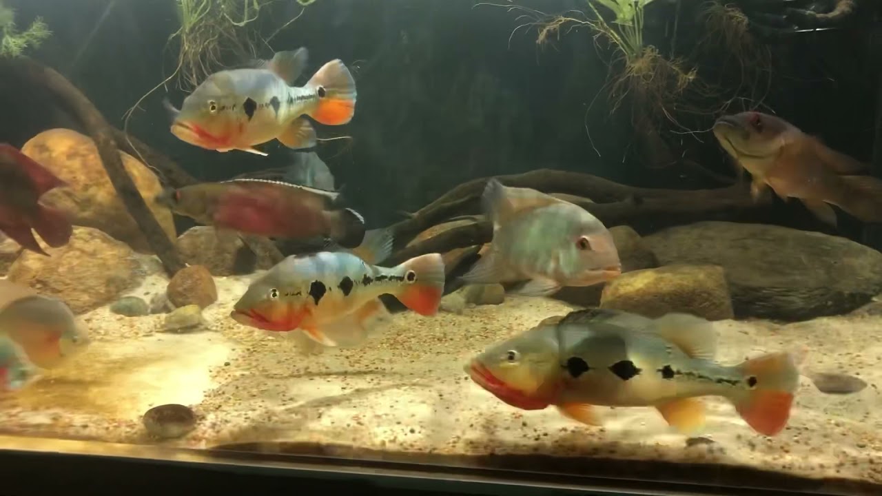 Cichla mirianae (fogo), crenicichla dandara pair, hoplarchus, temporalis, myleus setiger &ldquo;Rio xingu&rdquo;