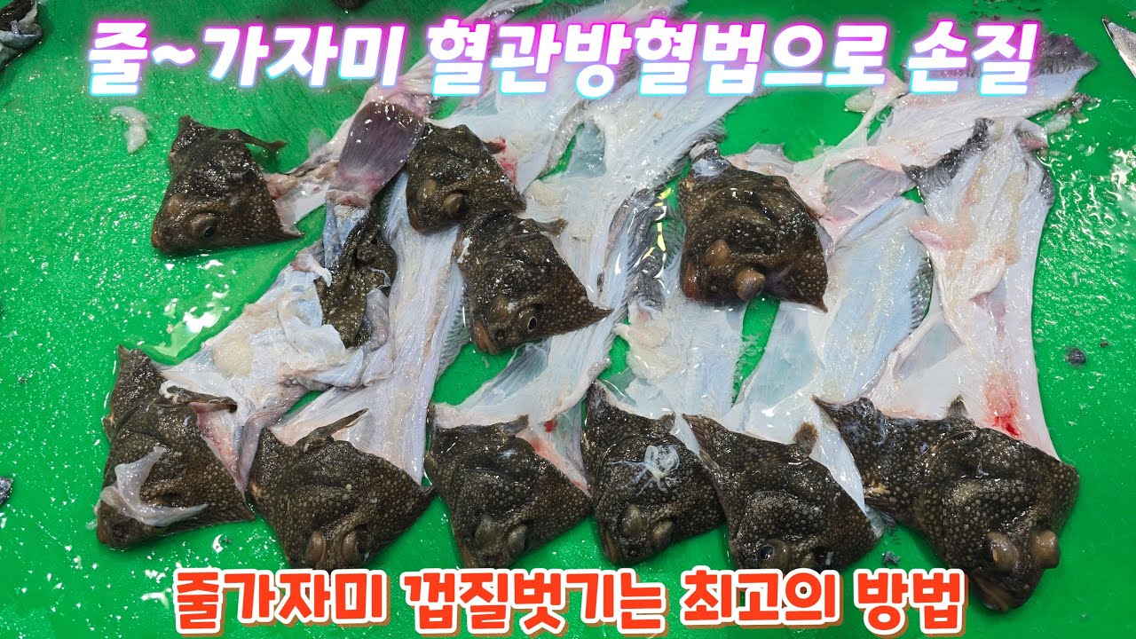 줄~가자미 혈관방혈법으로 손질해서 껍질벗기는 풀영상