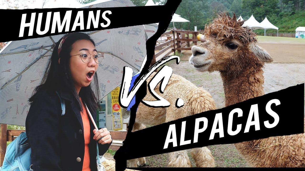Alpaca Island in South Korea 🦙 Klook Experience Review | itsMae