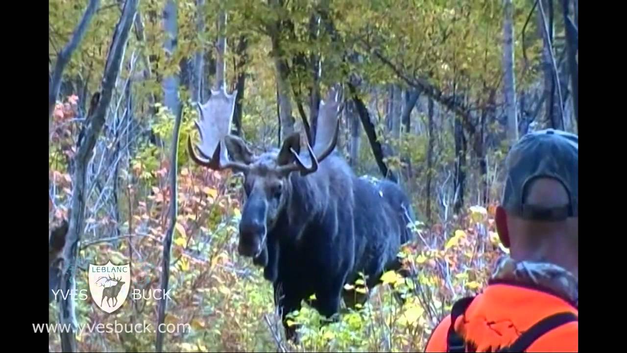 Un guide attaqué par un orignal
