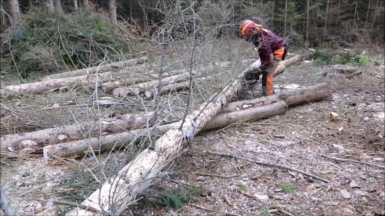 Forest job / Těžba dřeva - Napadený smrk - Stihl 261 a Husqvarna 369 #170
