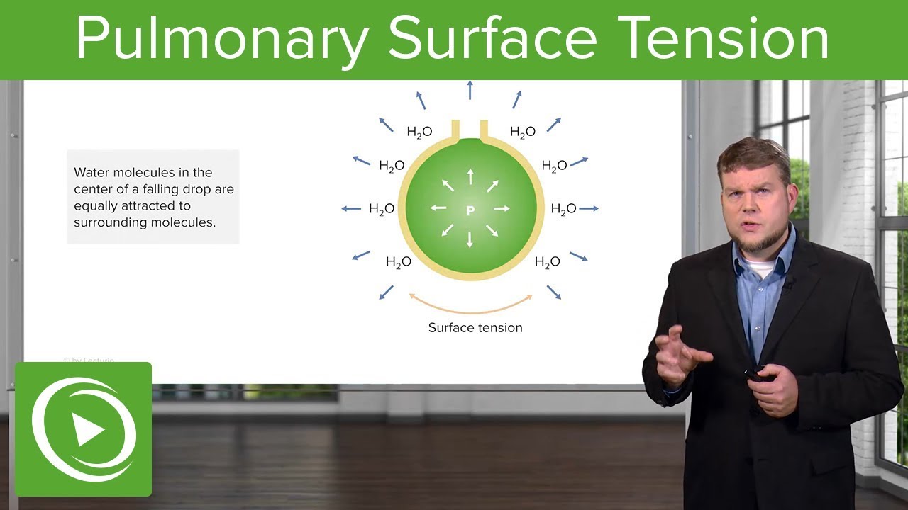 Pulmonary Surface Tension: Breathing and Lung Mechanics – Physiology | Lecturio