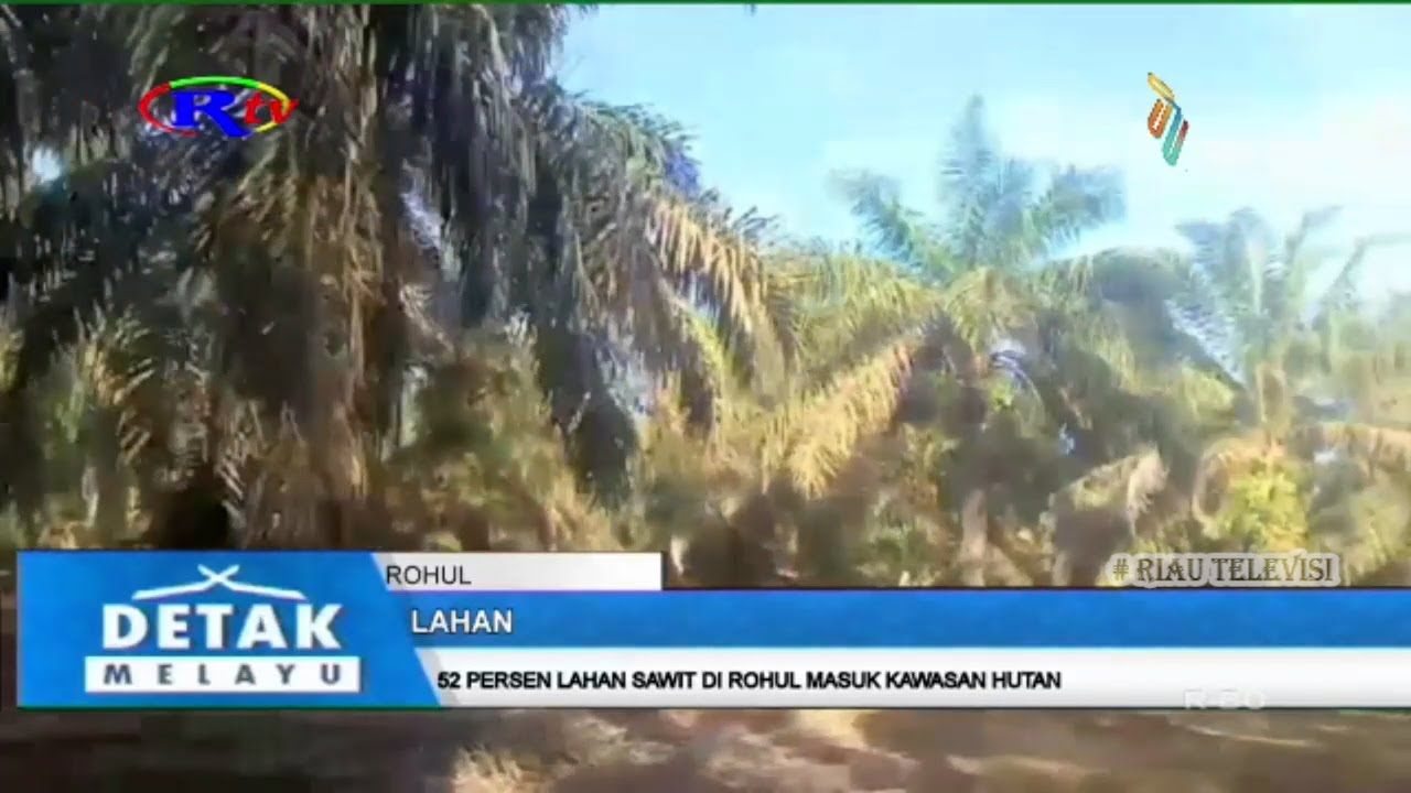 52 PERSEN LAHAN SAWIT DI ROHUL MASUK KAWASAN HUTAN