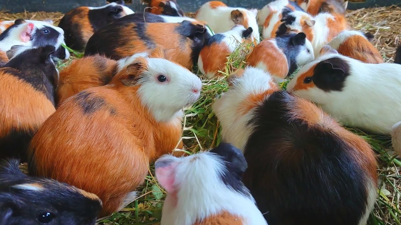 Guinea pig eating ASMR, asmr videos Guinea pigs mom and babies , cute animals in the world 