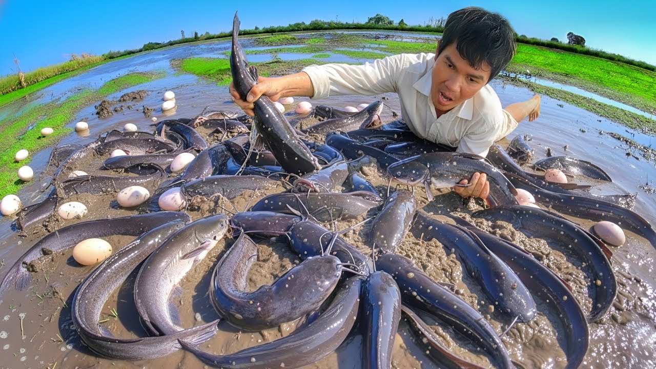 Full Video OMG The man caught a lot of fish in the pond in the rice fields​​ so fish a lot