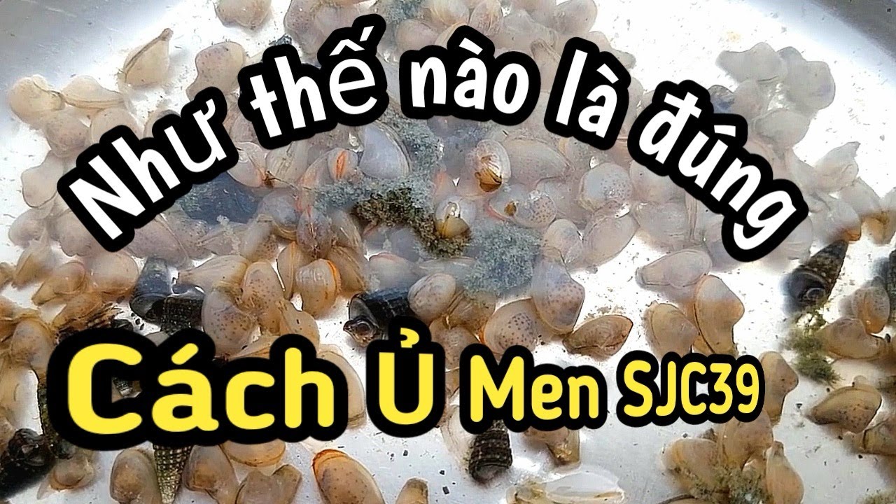 Cách Ủ Men SJC39 Gây Mồi Đúng Cách, Hiệu Quả| Vinatom3979