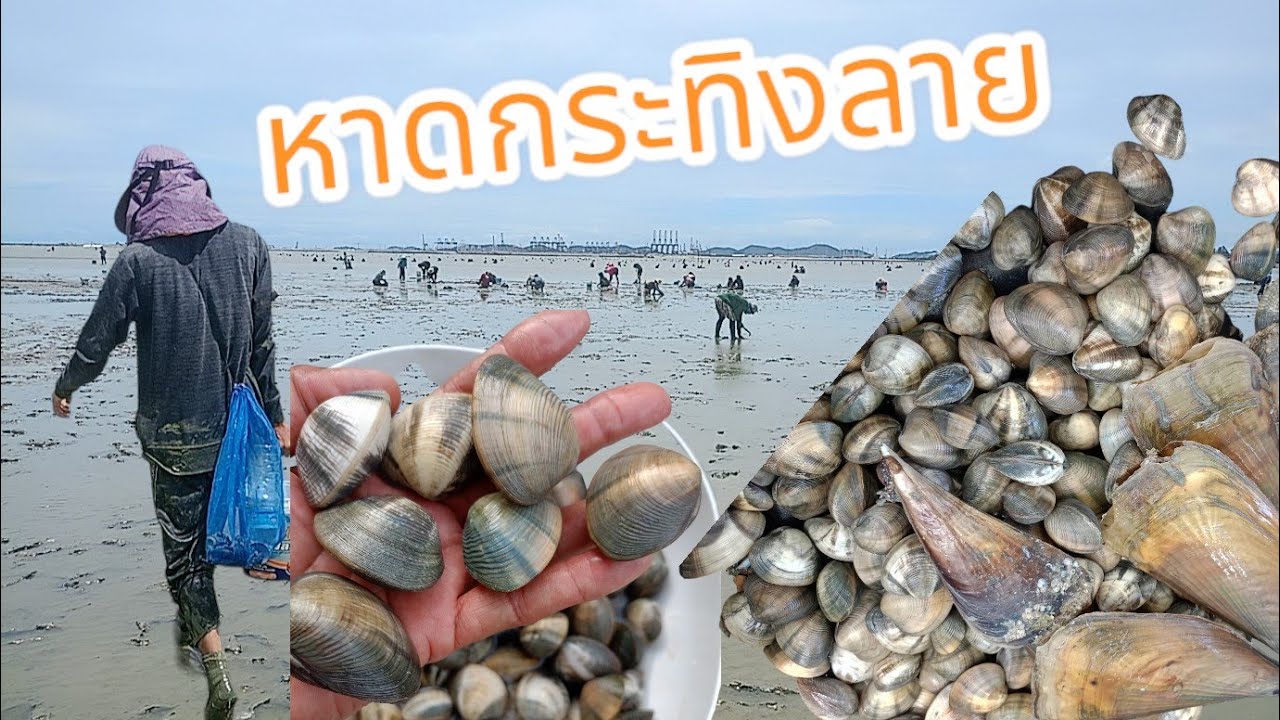 #หาหอยทะเลแยกกระทิงลาย#หาหอยกระปุก#หาหอยหาดกระทิงลาย#หาหอยทะเล#ฅนหลังคัน
