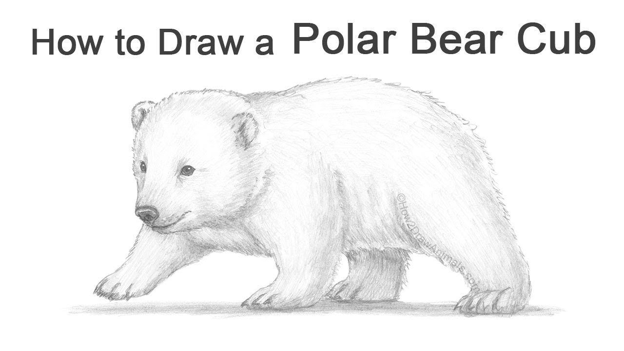 How to Draw a Polar Bear Cub