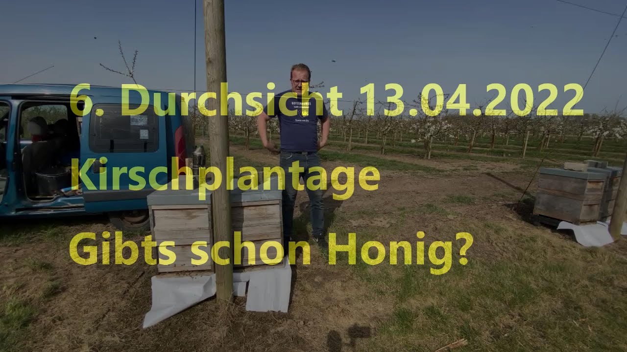 6. Durchsicht 13.04.2022 Kirschplantage. Gibts schon Honig?? 4K