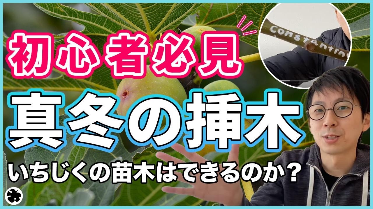 【イチジク】真冬に入手した穂木の挿木方法！長期検証動画（育て方）