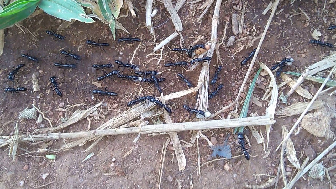 Ponerinae ants