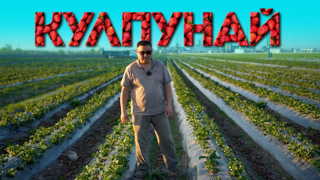 40 ГЕКТАР кулпунай өстүргөн дыйканга кандай суроолорду беребиз?  Агролайф. Клубника