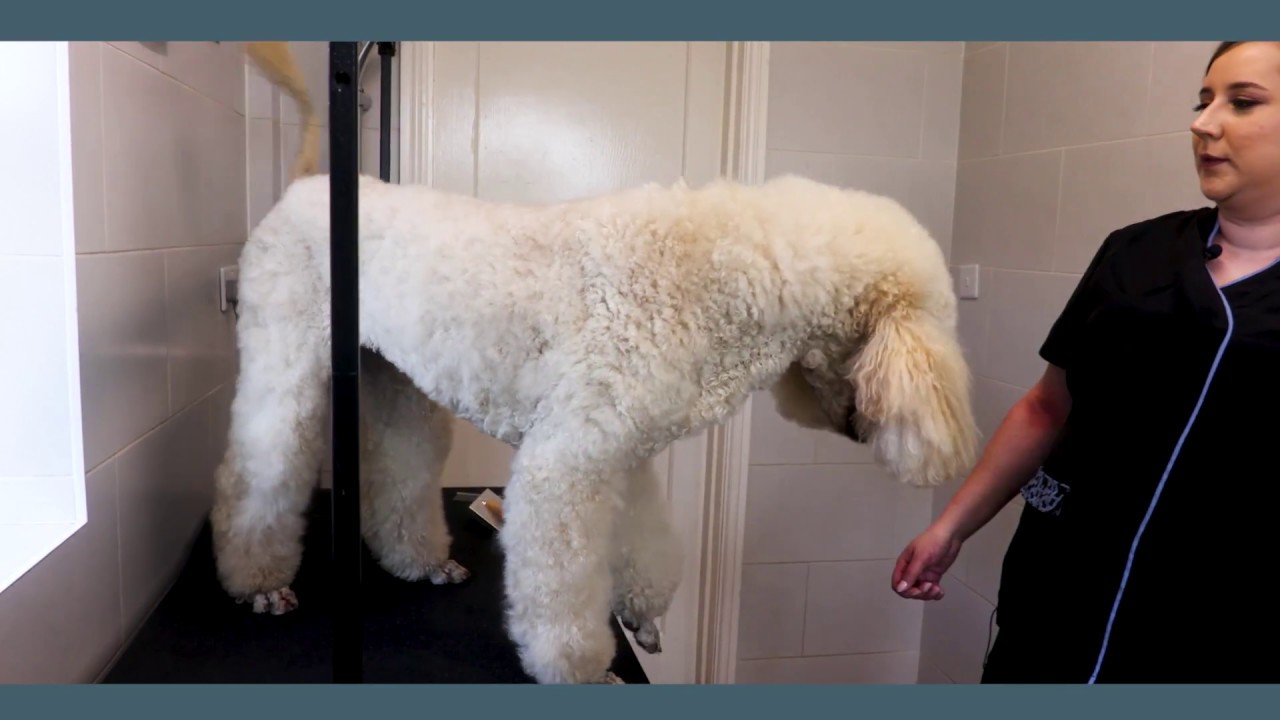 About Paw Naturel - Natural Pet Products