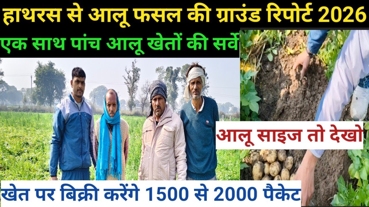 आलू फसल की ग्राउंड रिपोर्ट 2026/1500-2000 पैकेट की खेत पर करेंगे बिक्री/आलू साइज देखो/ground report
