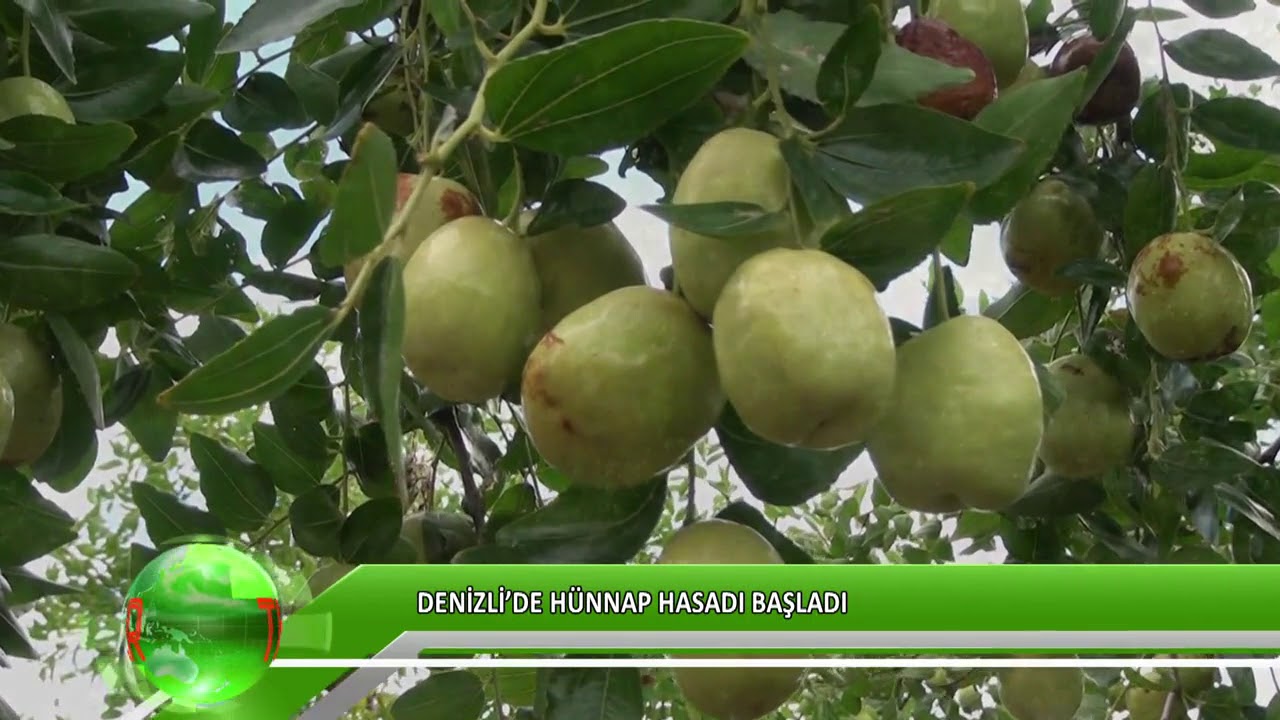 Denizli’de hünnap hasadı başladı