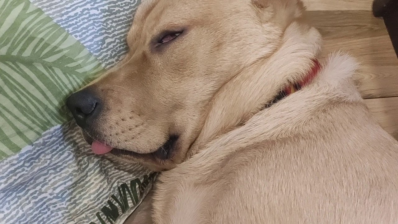 Labrador MILO Sleeping in Weird Position || Funny Video😂😂