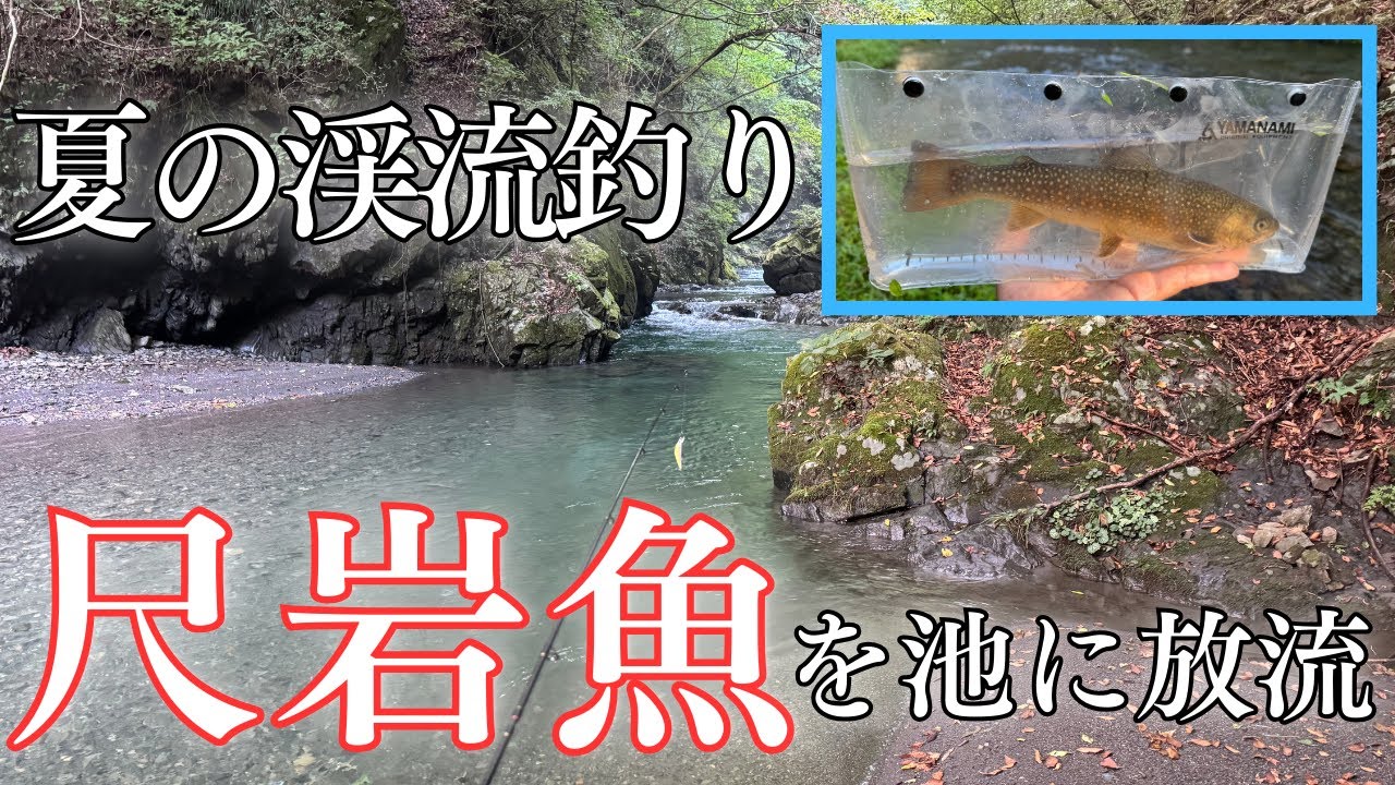【渓流の尺岩魚】夏の渓流でイワナを釣って庭の池に放流したい！